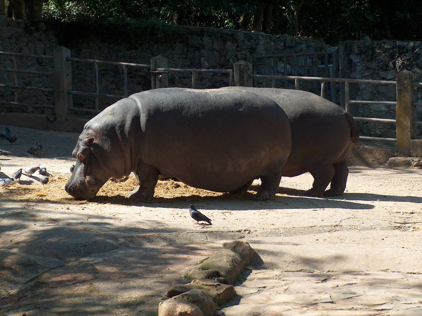 Teteia - Hippopotamus 1959 - 2011 Sao Paulo Zoo