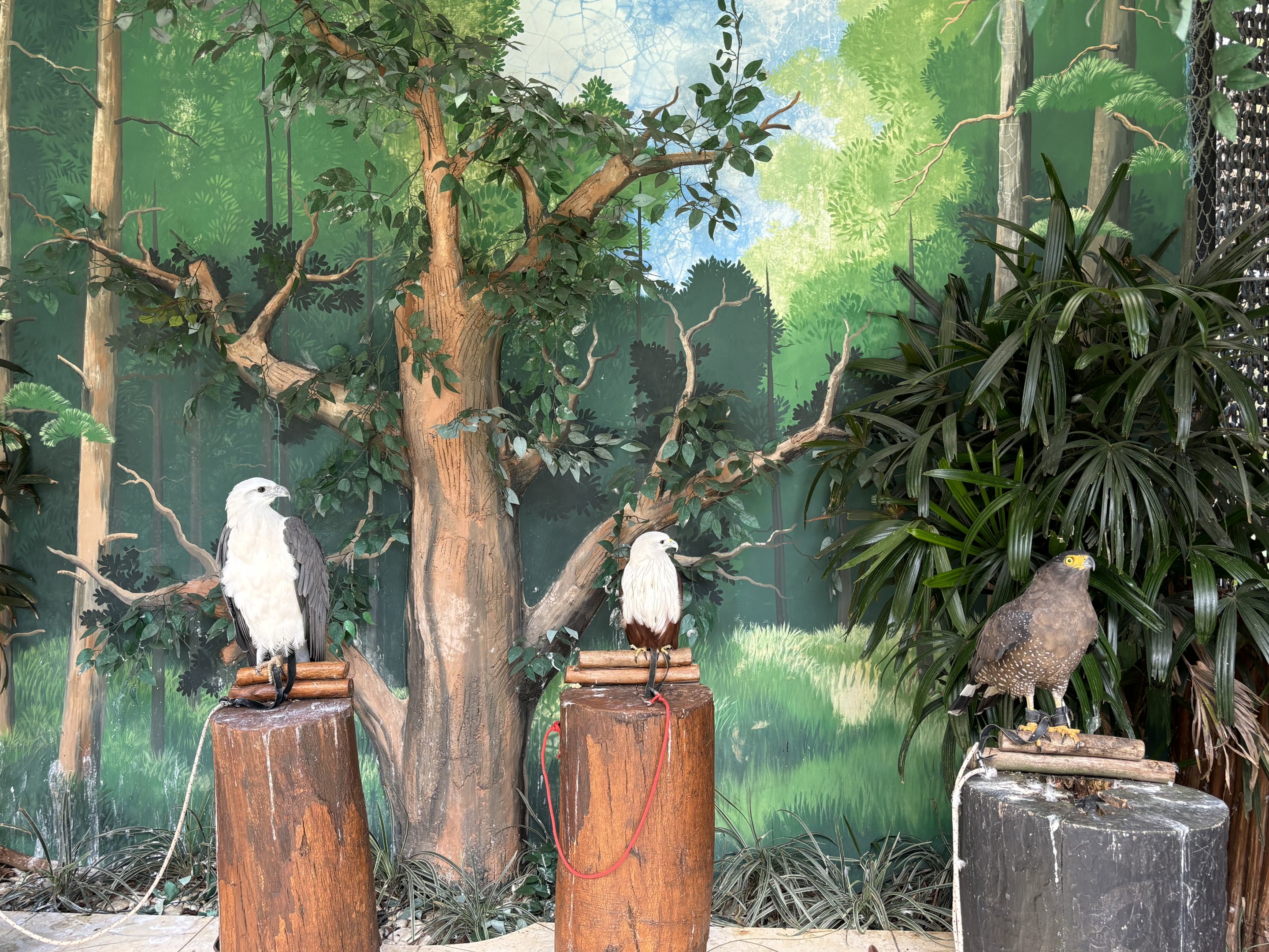 Tethered Birds of Prey