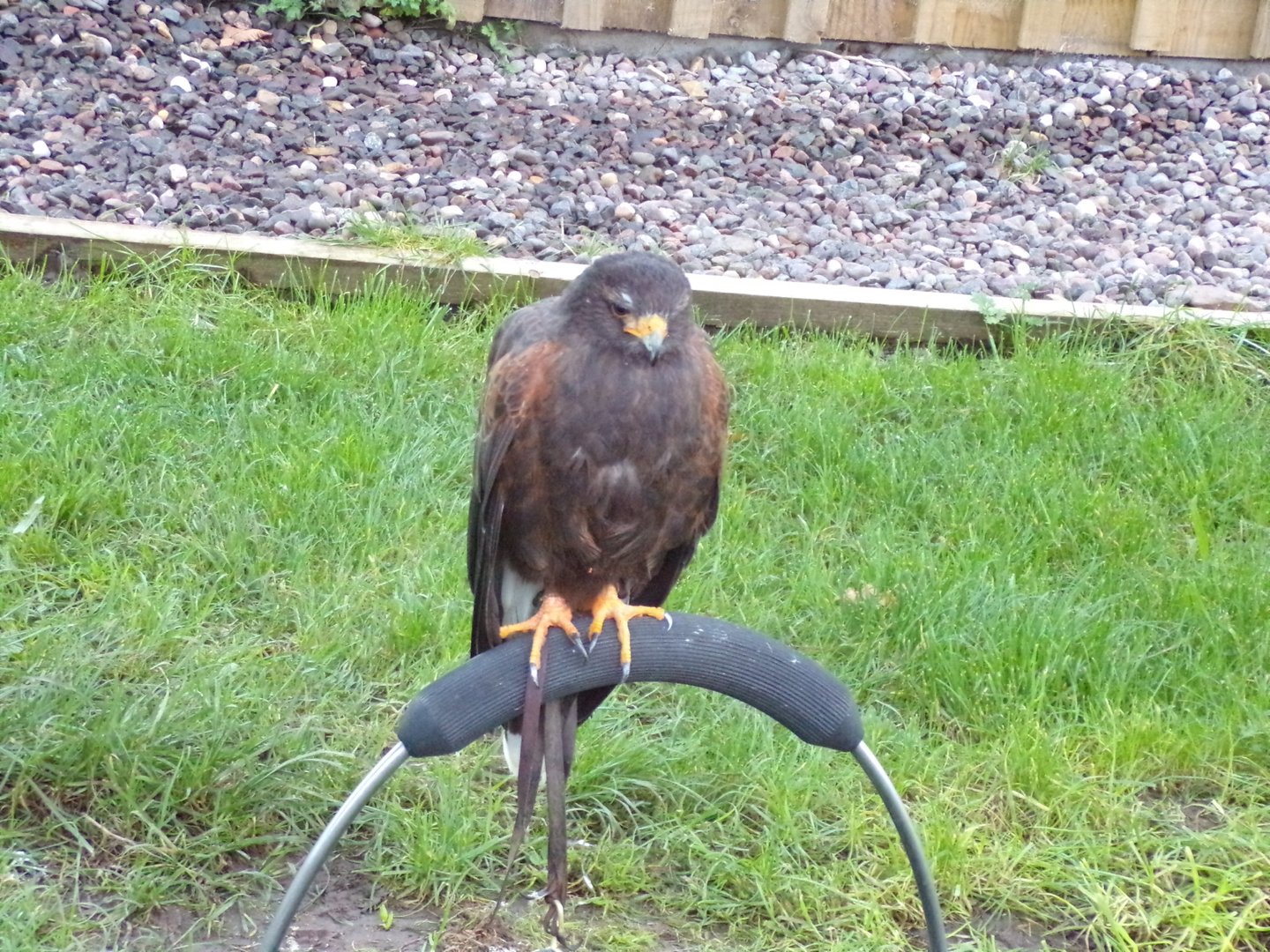 Tethered Harris hawk