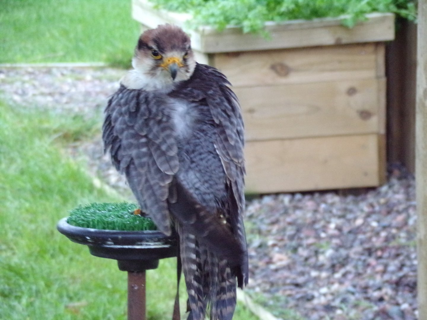 Tethered Lanner falcon