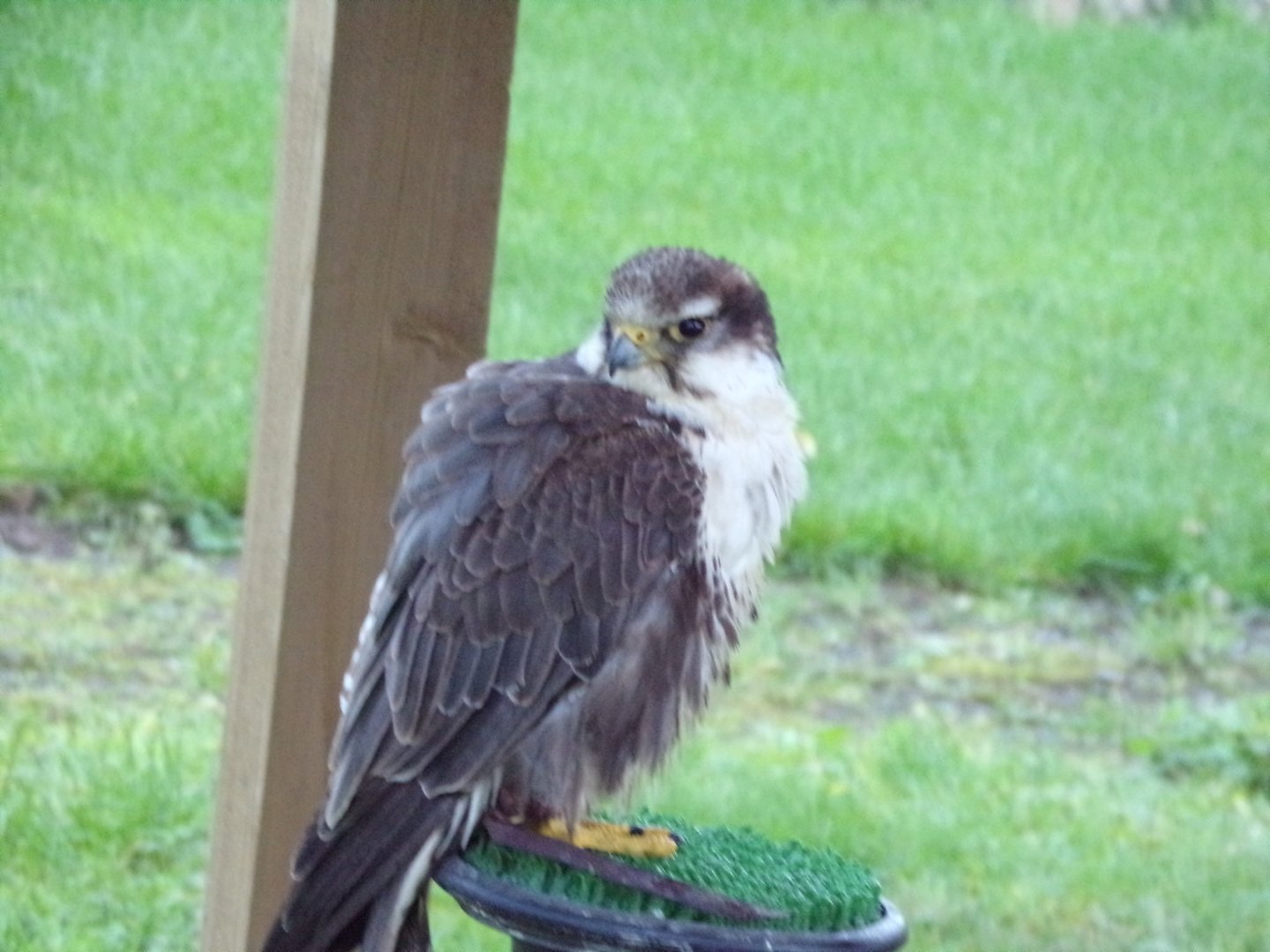 Tethered Lugger falcon