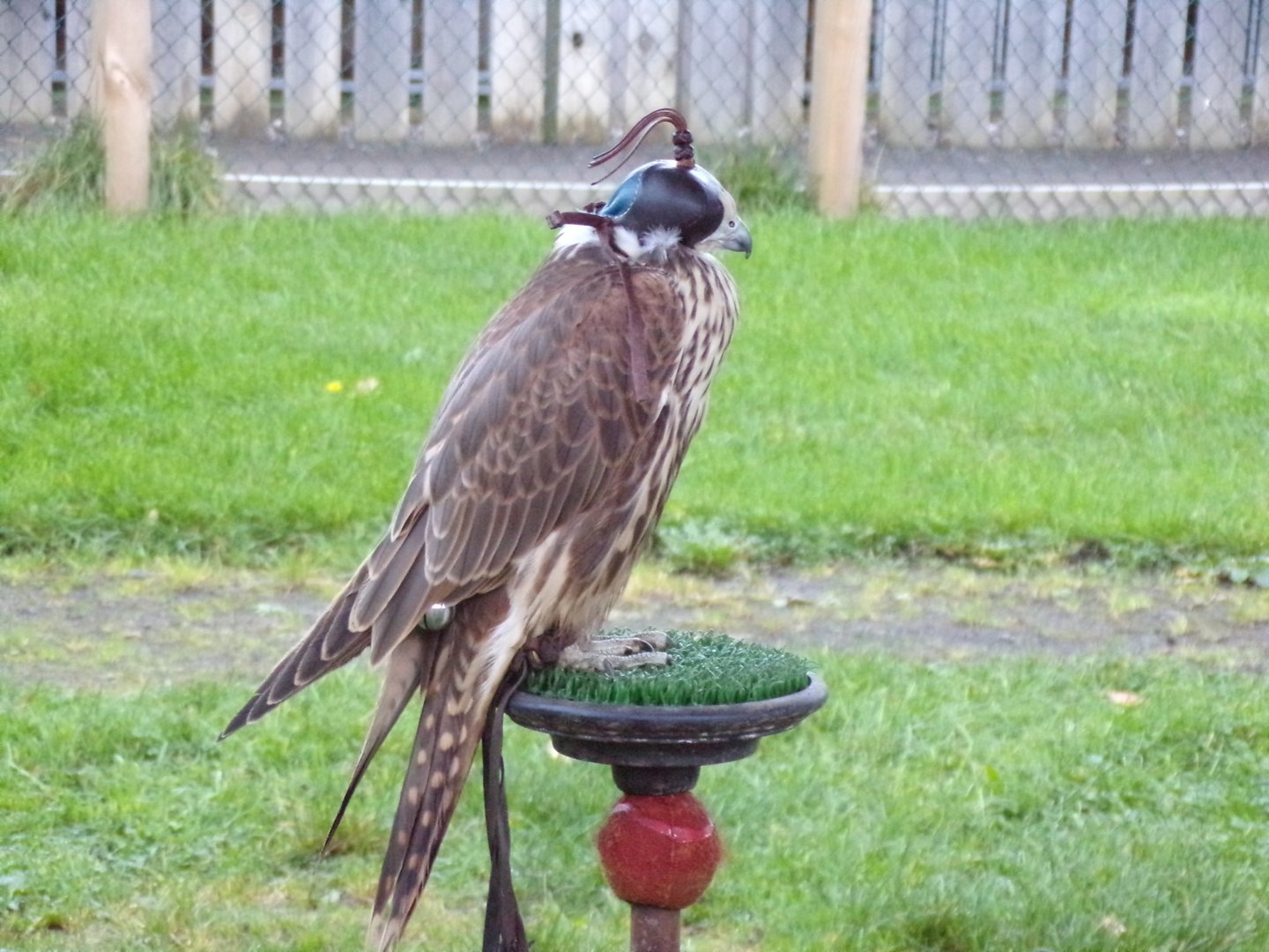 Tethered Saker falcon