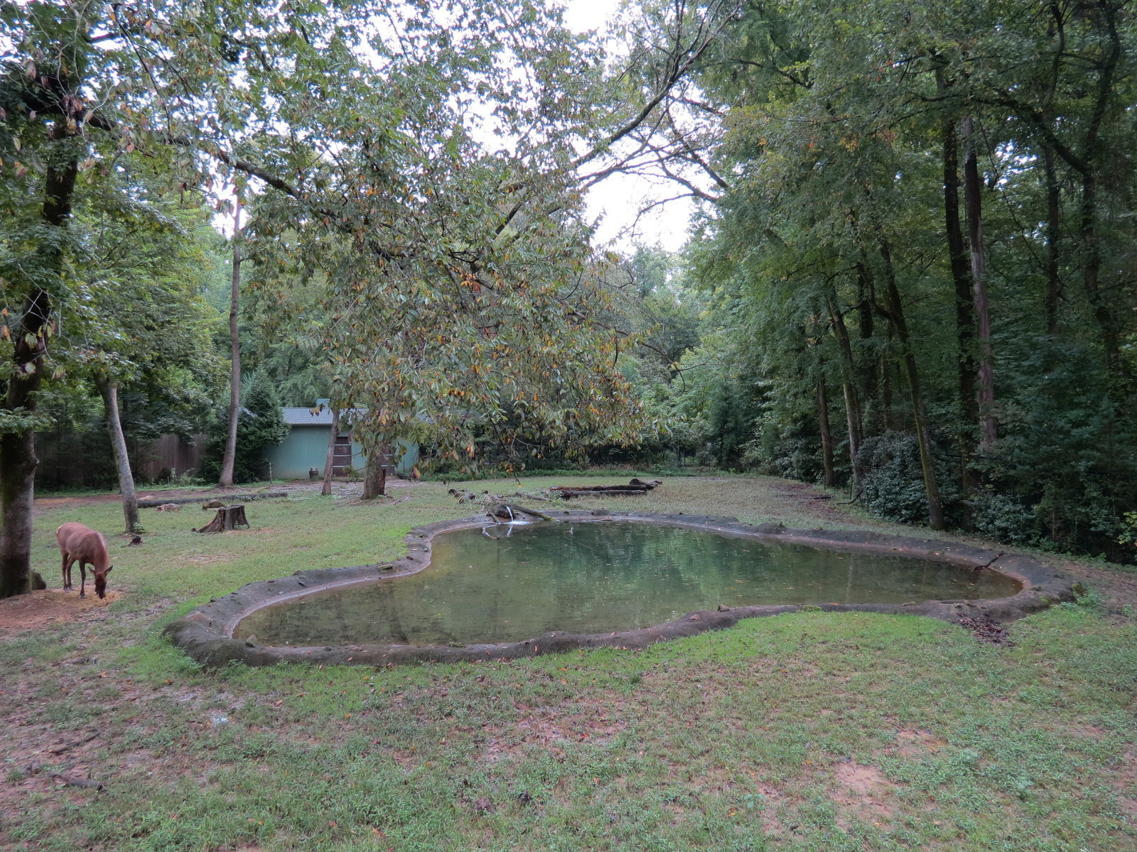 Teton Trek - Elk Exhibit