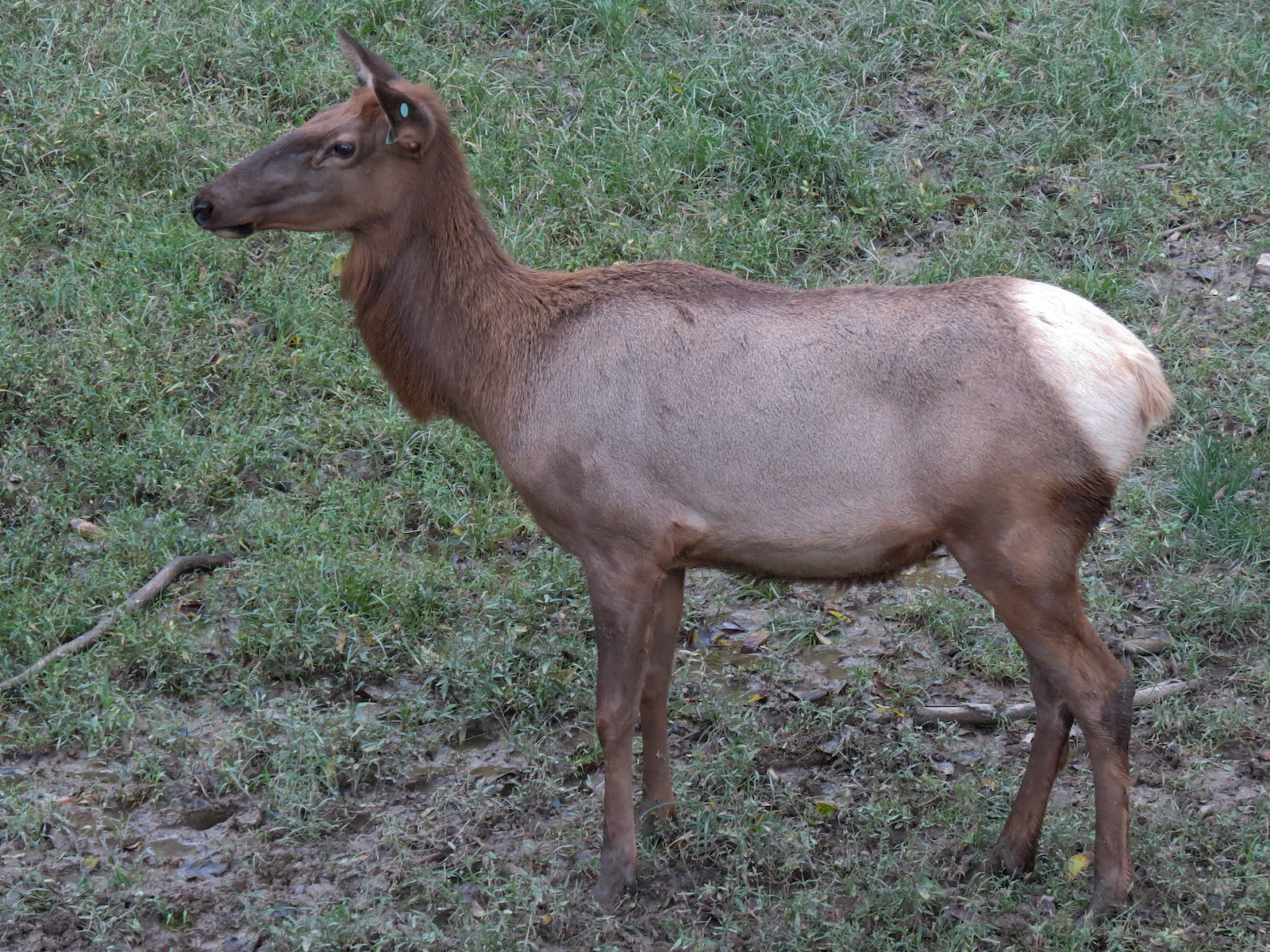 Teton Trek - Elk Exhibit