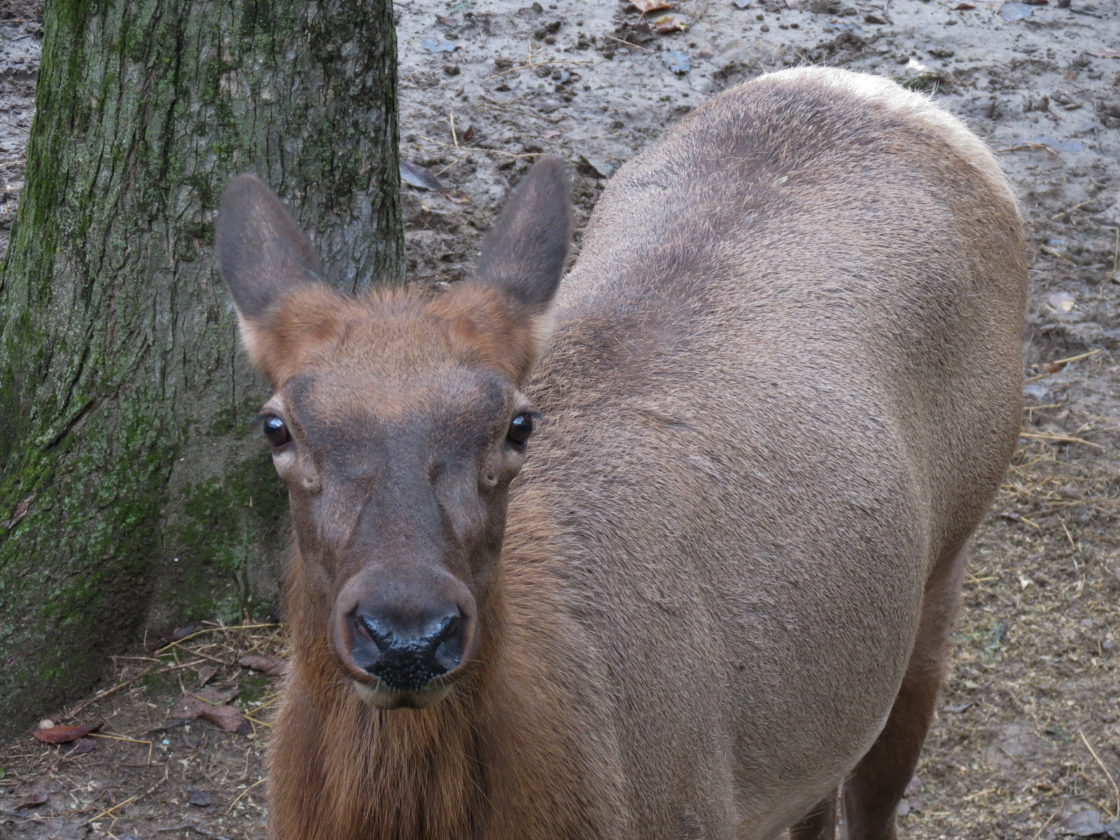 Teton Trek - Elk Exhibit