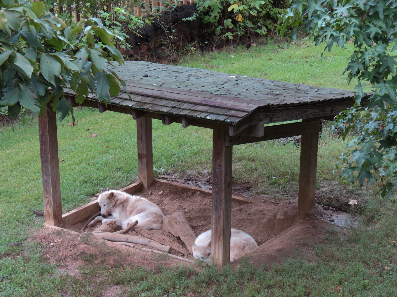 Teton Trek - Gray Wolf Exhibit