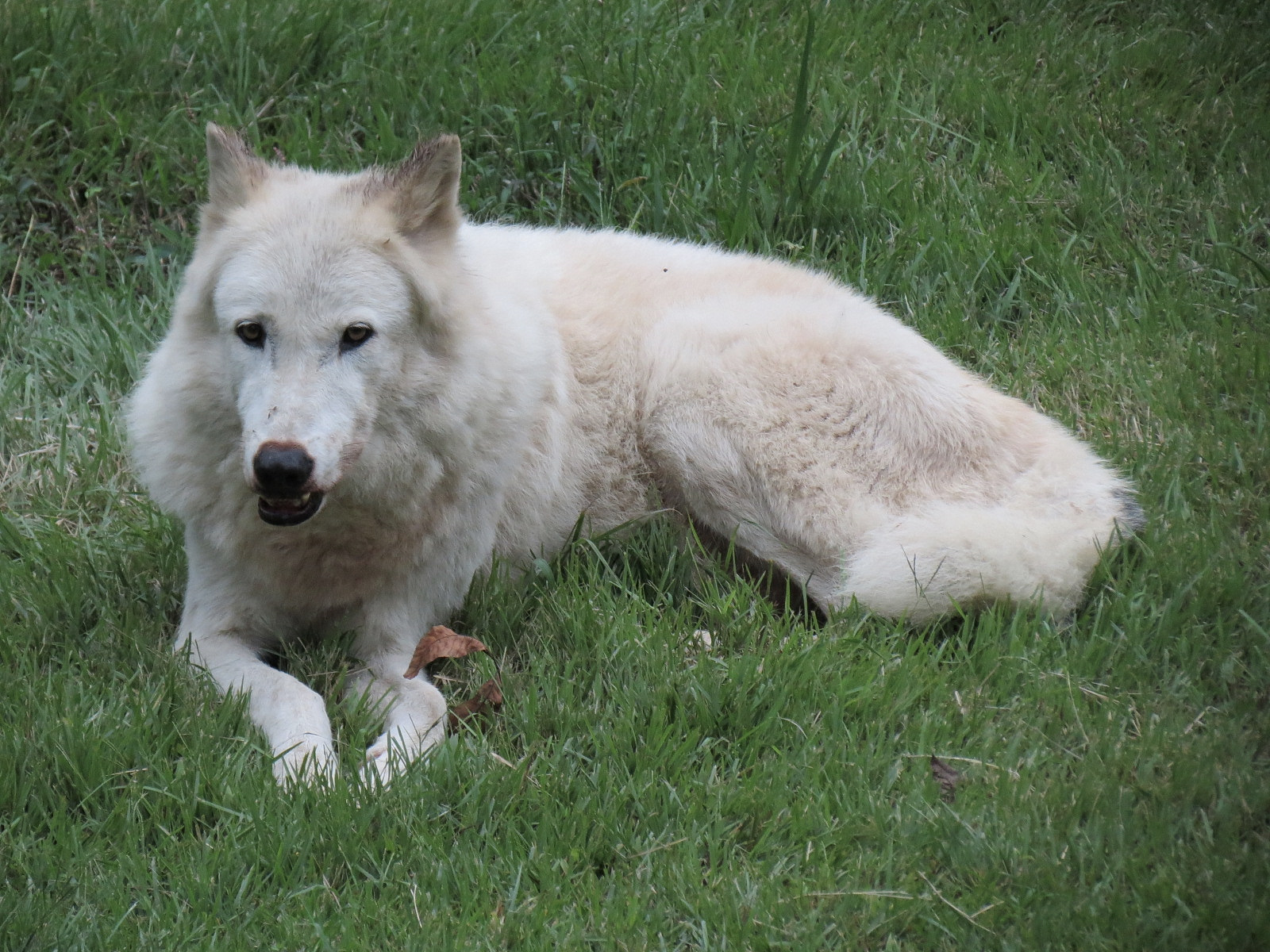 Teton Trek - Gray Wolf Exhibit