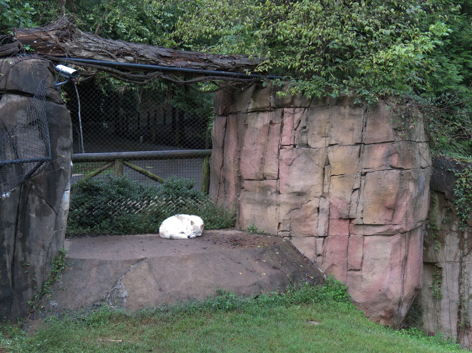 Teton Trek - Gray Wolf Exhibit