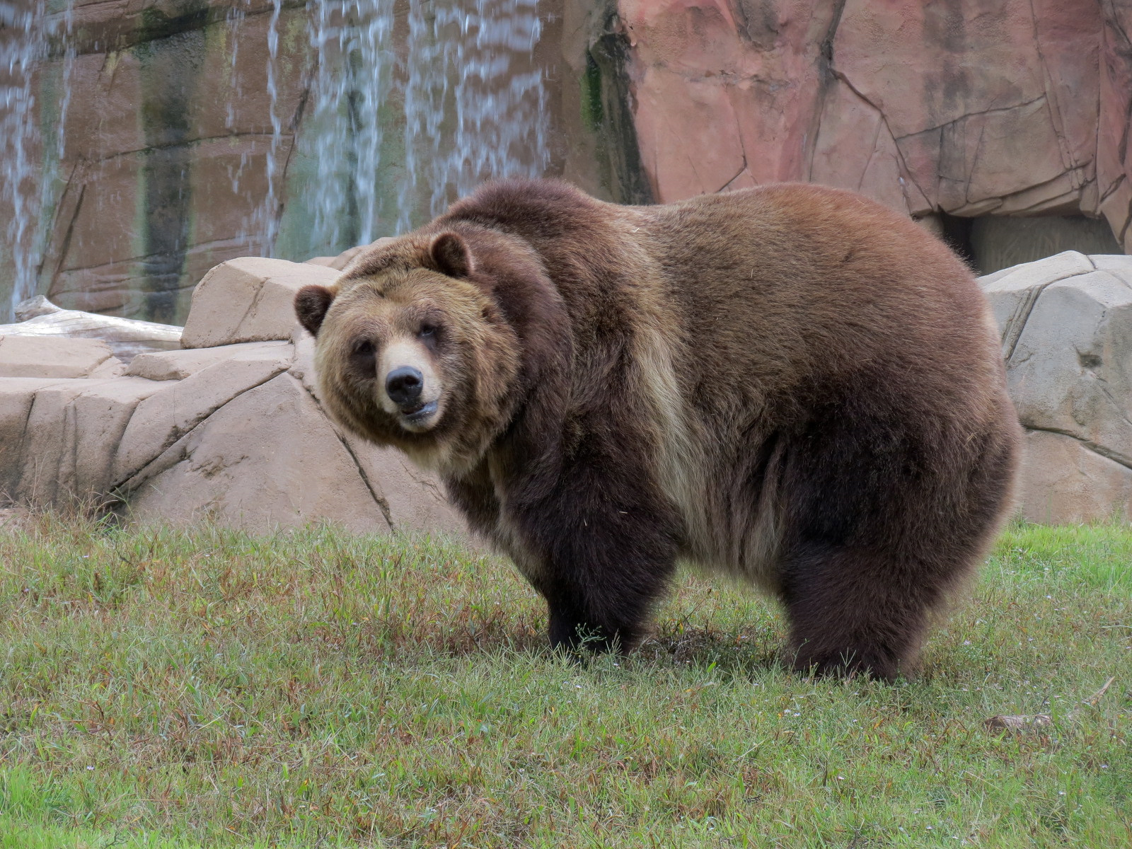 Teton Trek - Grizzly Bear Exhibit