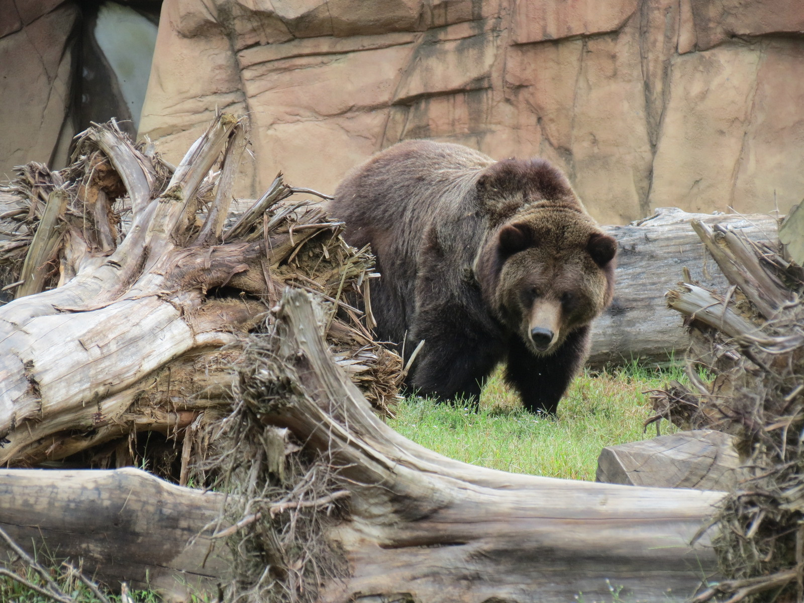 Teton Trek - Grizzly Bear Exhibit
