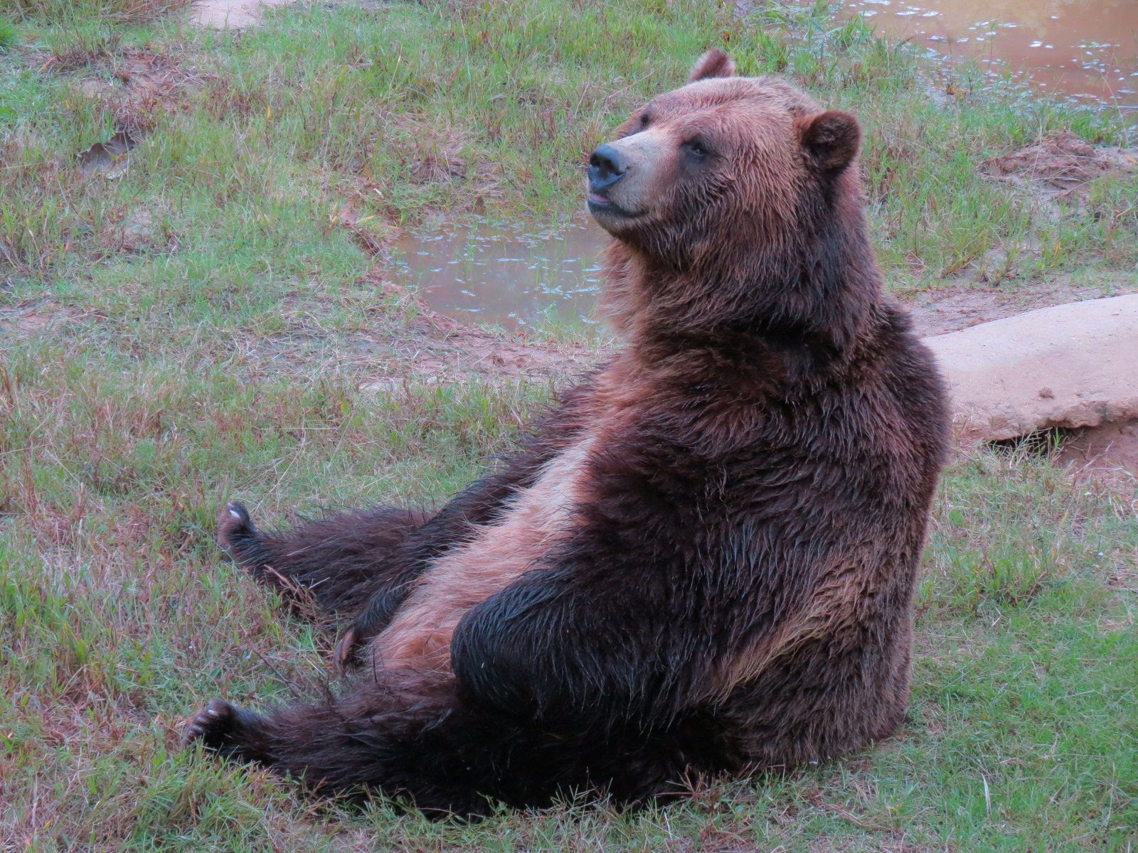 Teton Trek - Grizzly Bear Exhibit