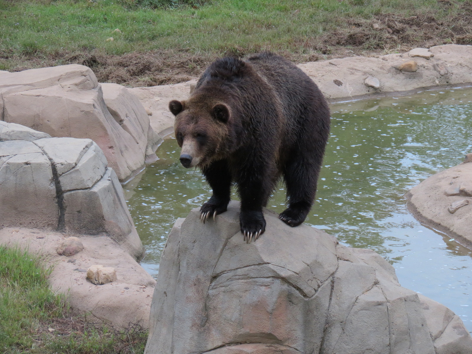 Teton Trek - Grizzly Bear Exhibit