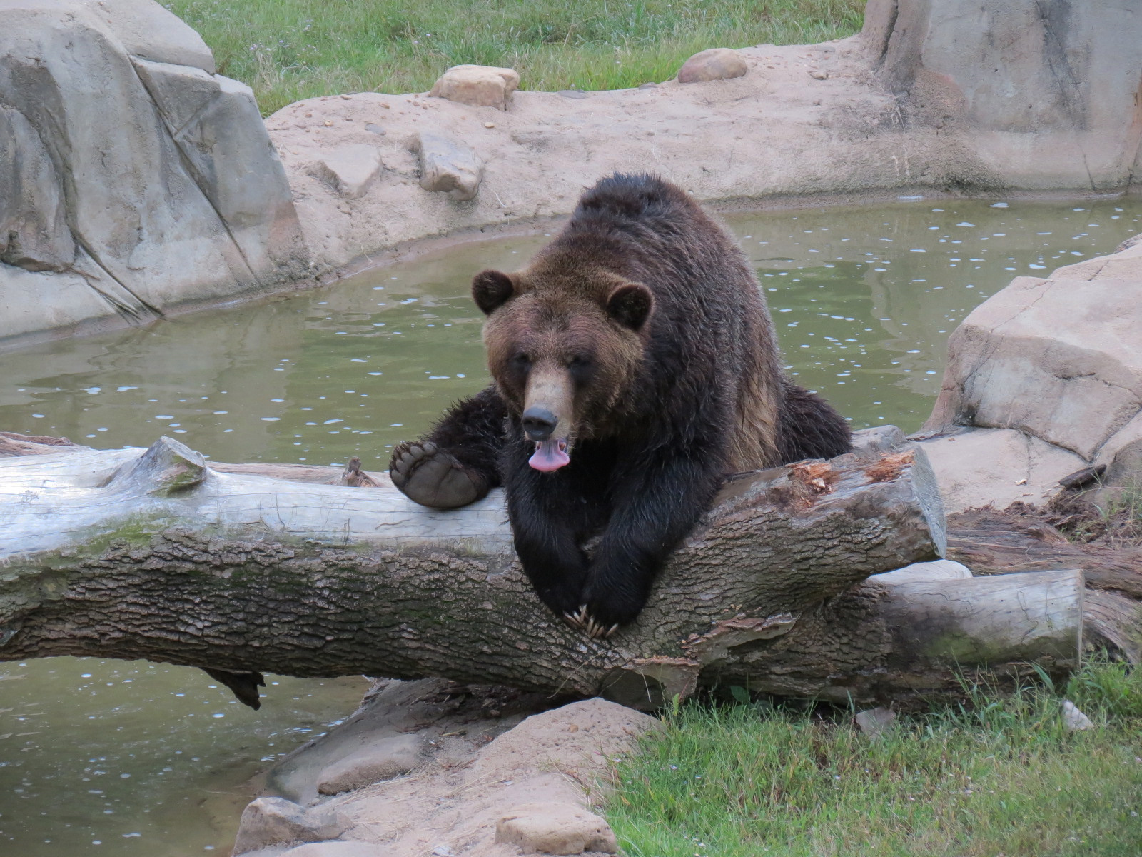 Teton Trek - Grizzly Bear Exhibit