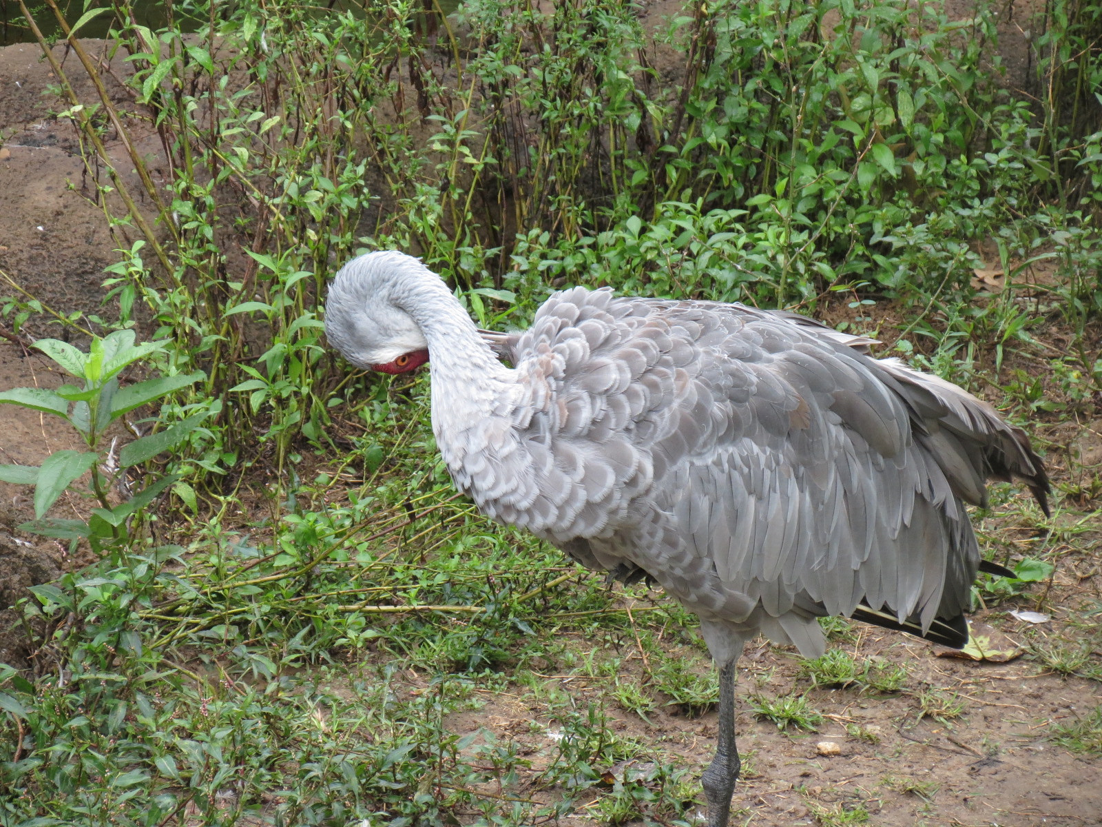 Teton Trek - Sandhill Crane and Waterfowl Exhibit
