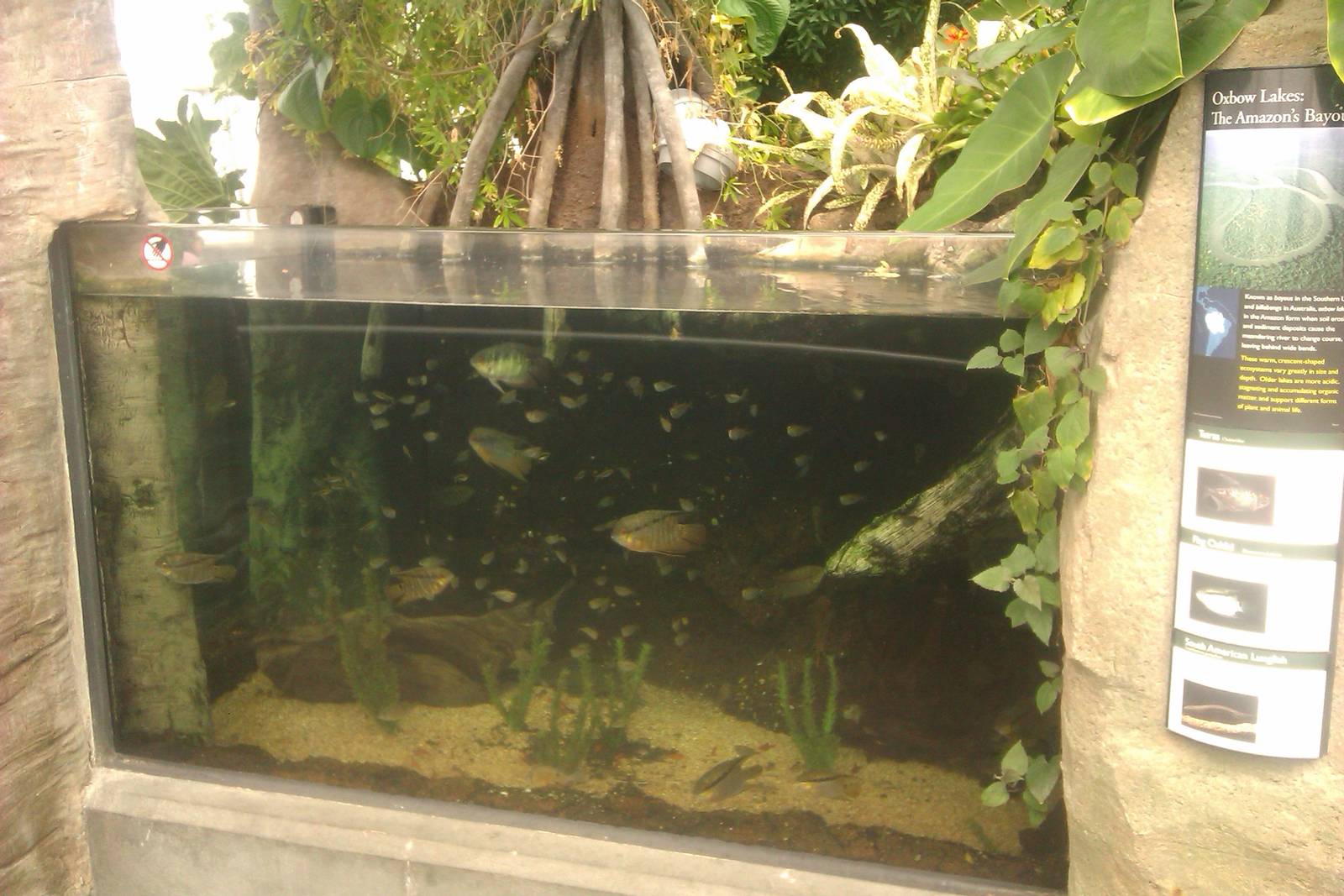 Tetra,Flag Cichlid and South American Lungfish Exhibit