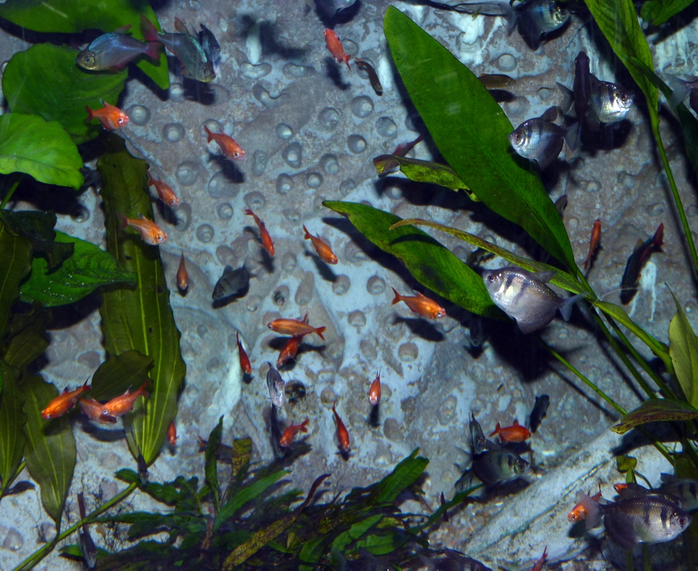 Tetra freenzy (Sevilla aquarium)