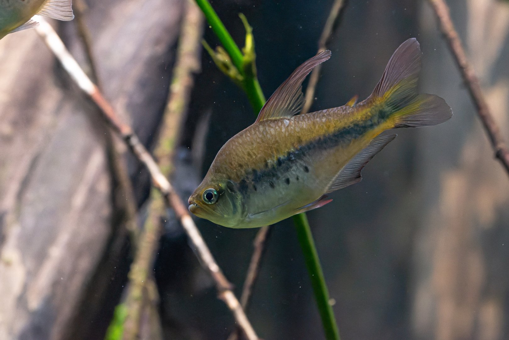 Tetra ID - Zoo Leipzig