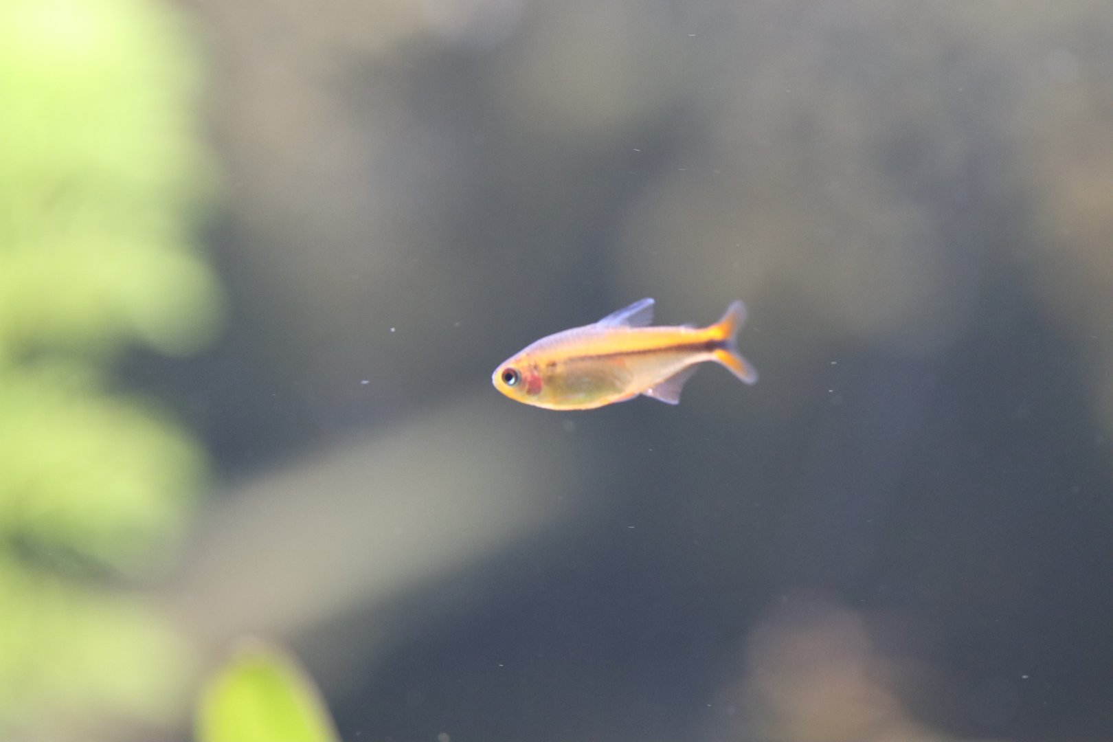 Tetra ID