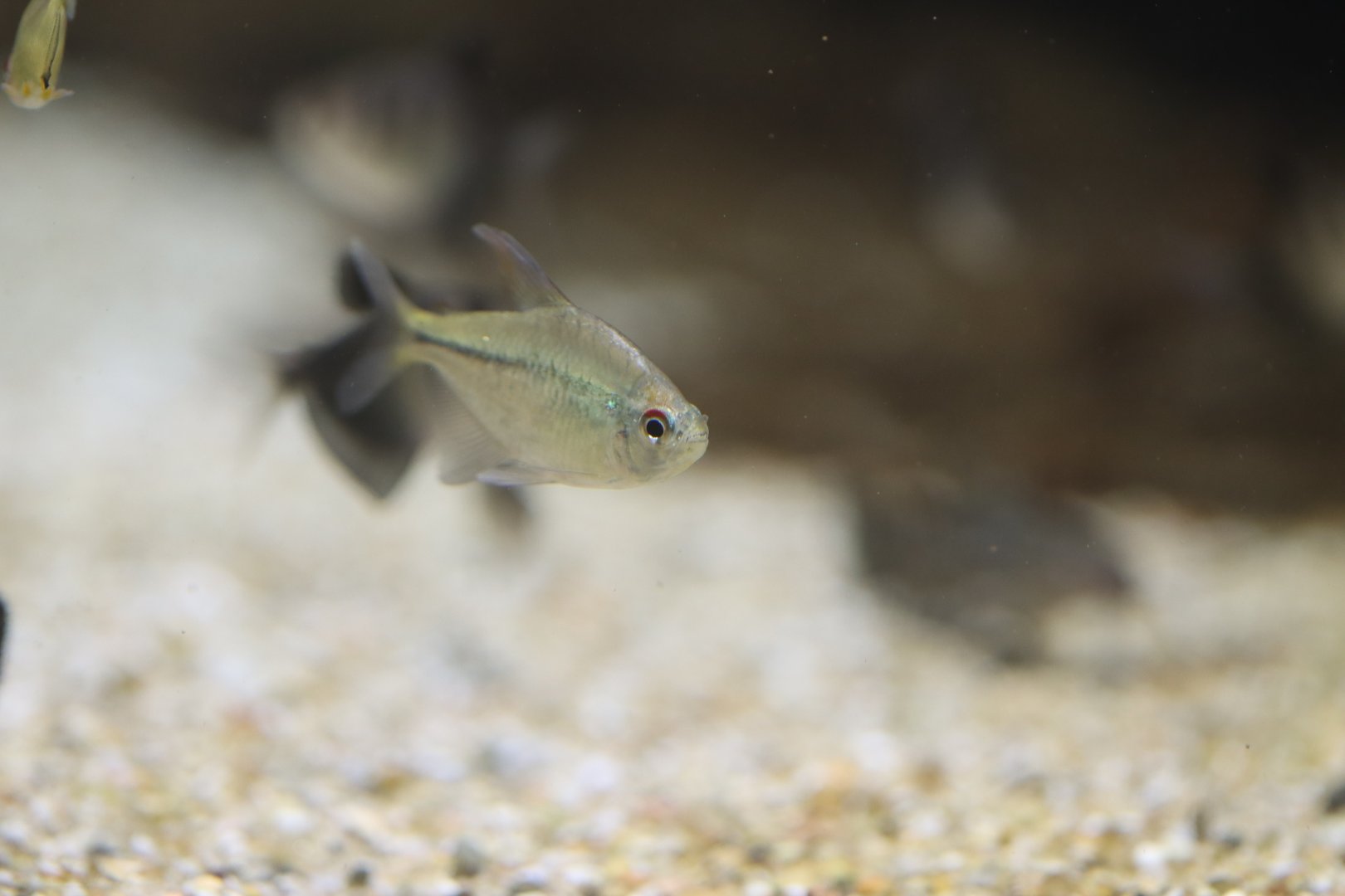 Tetra ID