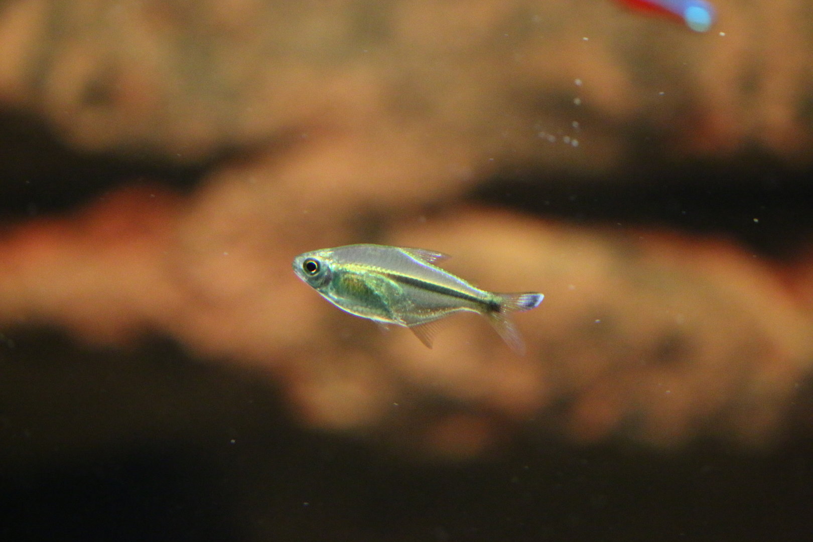 Tetra ID