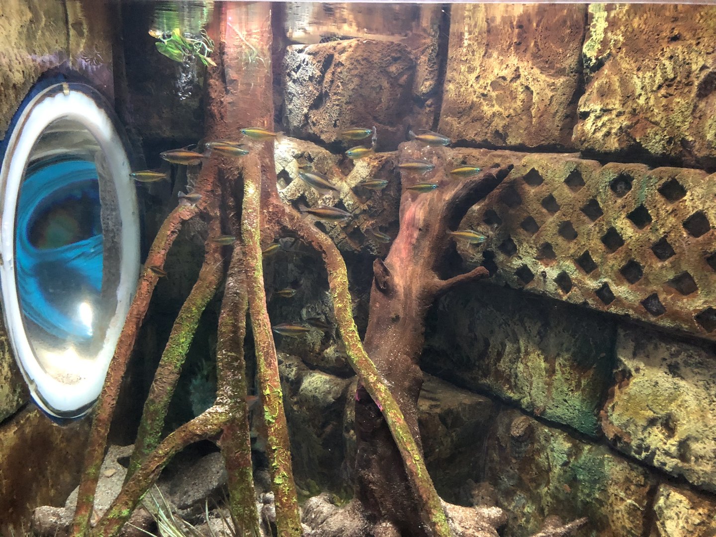 Tetra Tank at SEA LIFE Scarborough (September 2022)
