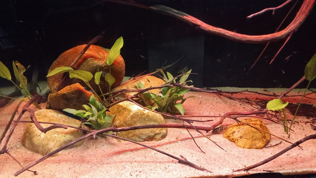 Tetra Tucano - São Paulo aquarium