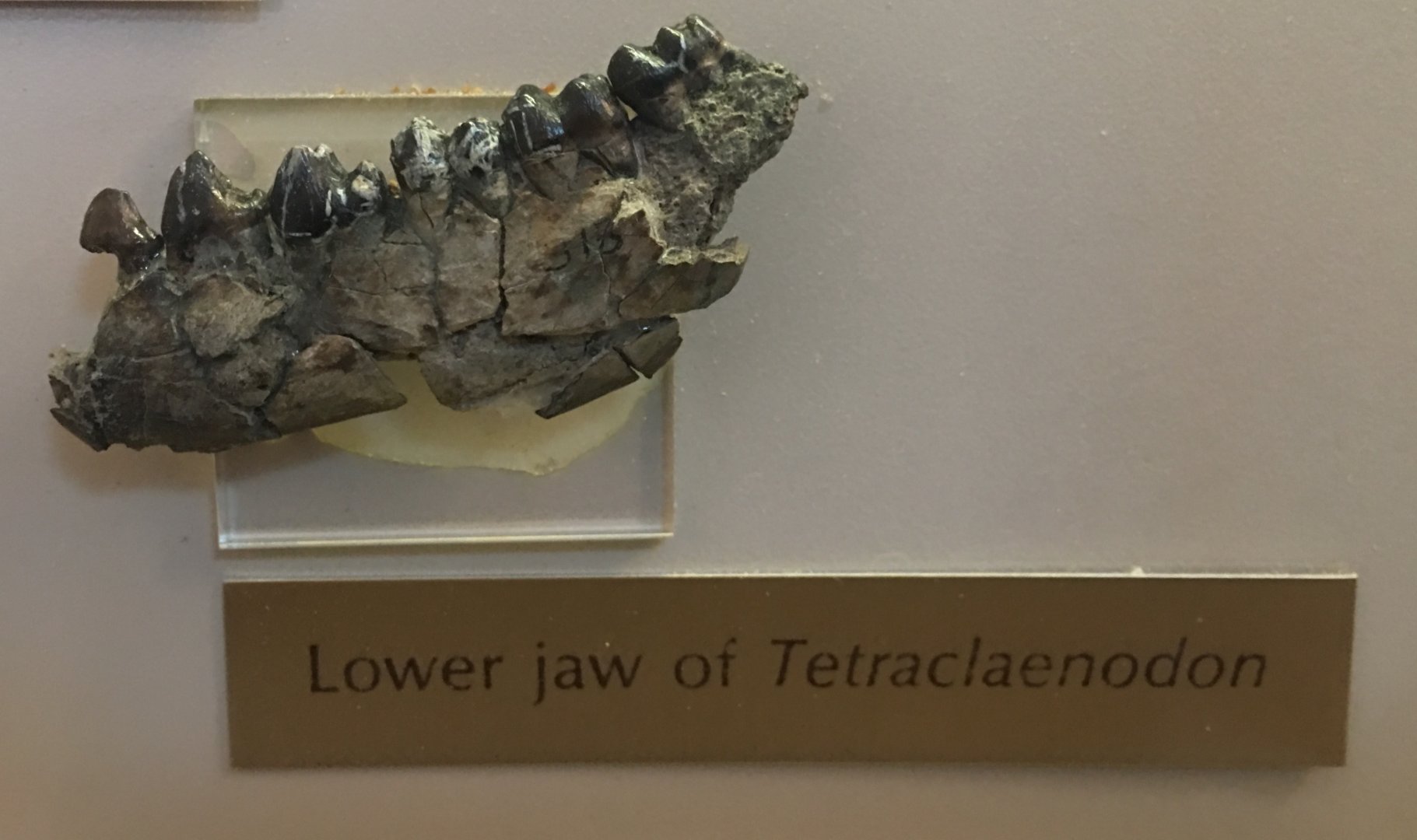 Tetraclaenodon sp.