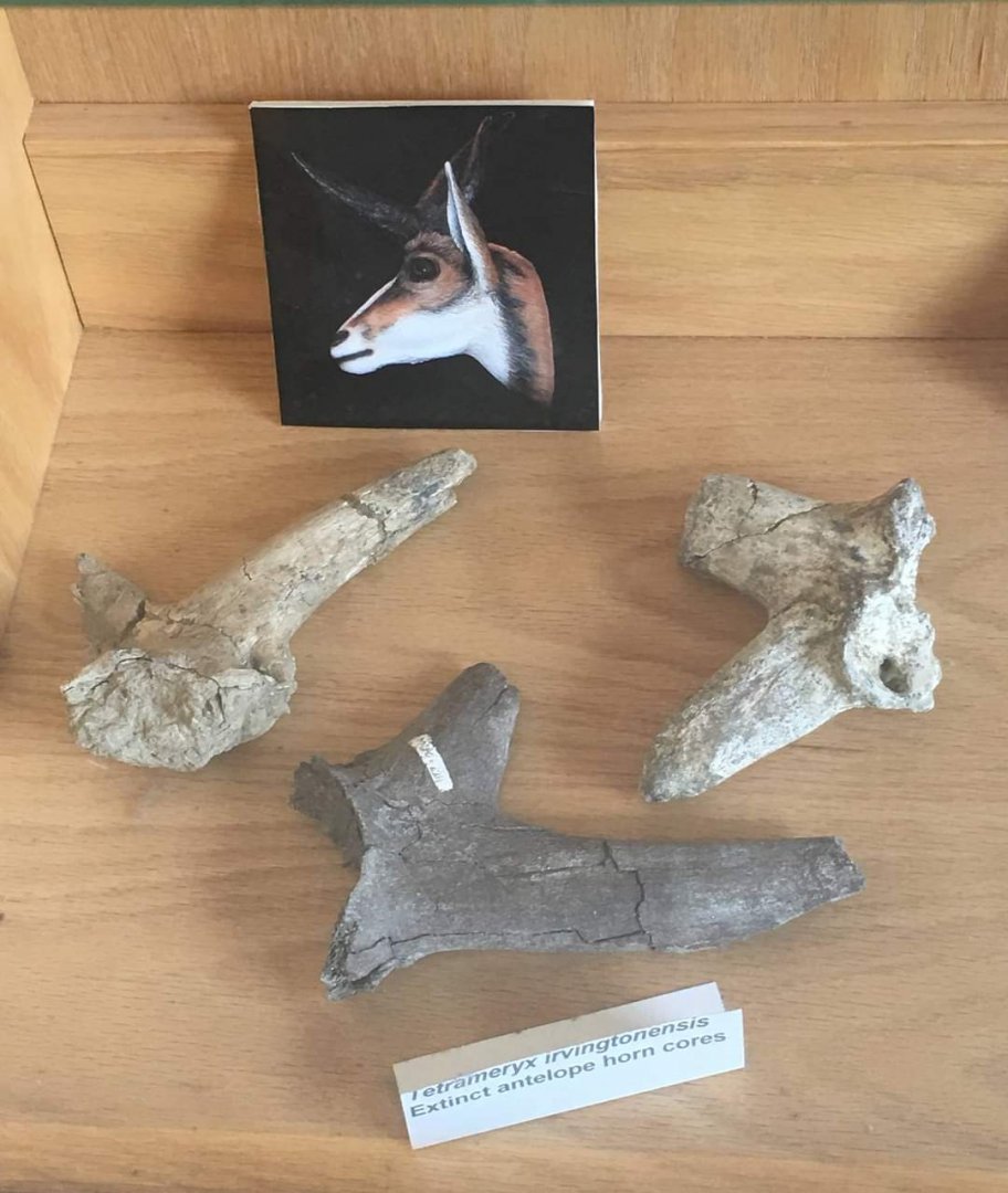 Tetrameryx irvingtonensis