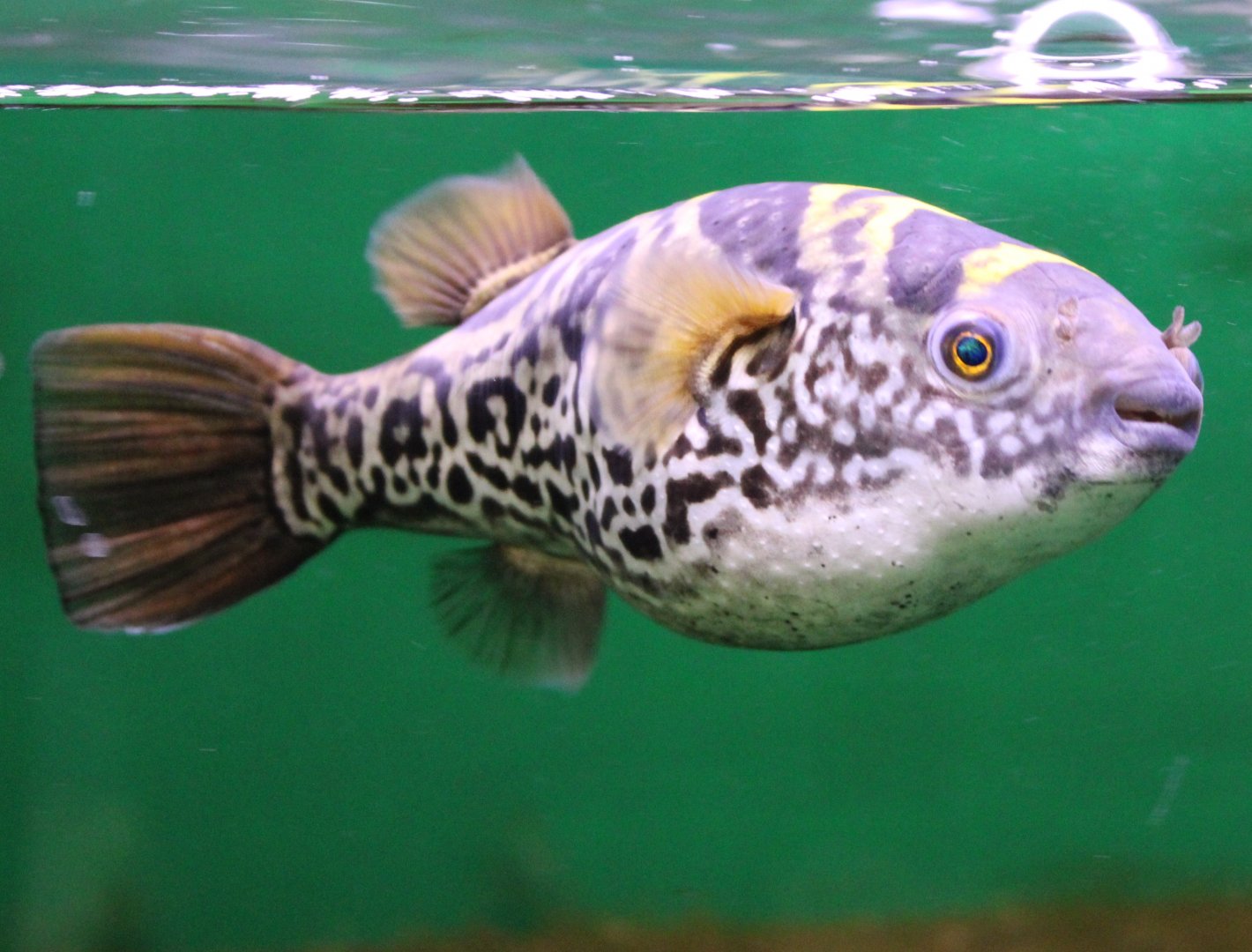 Tetraodon fluviatilis - Indian subspecies