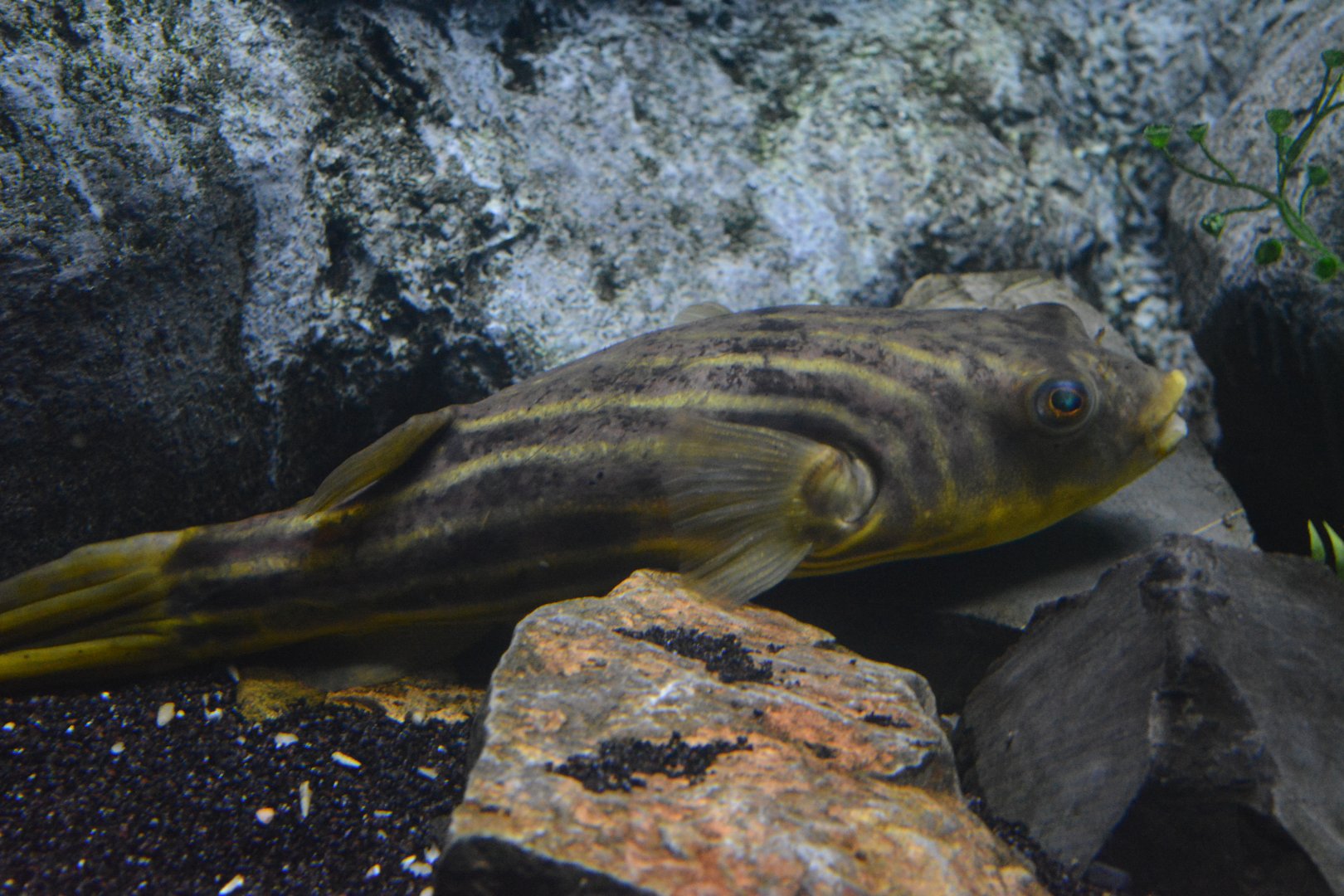 Tetraodon lineatus