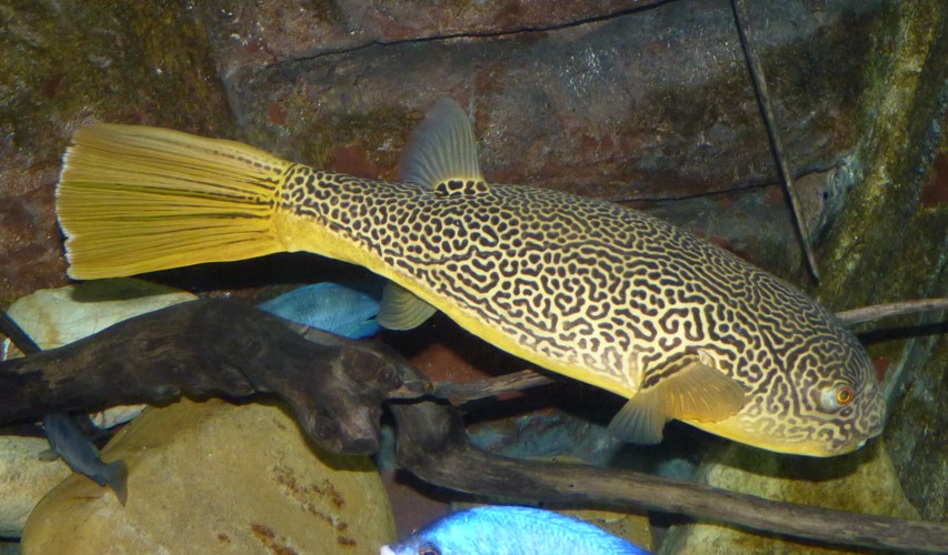 Tetraodon mbu