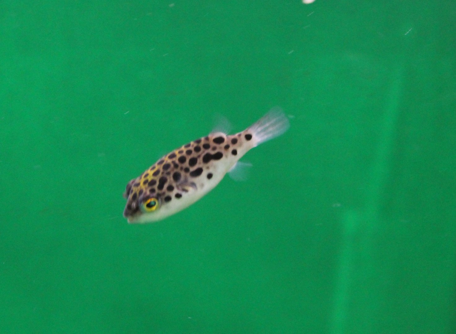 Tetraodon nigroviridis