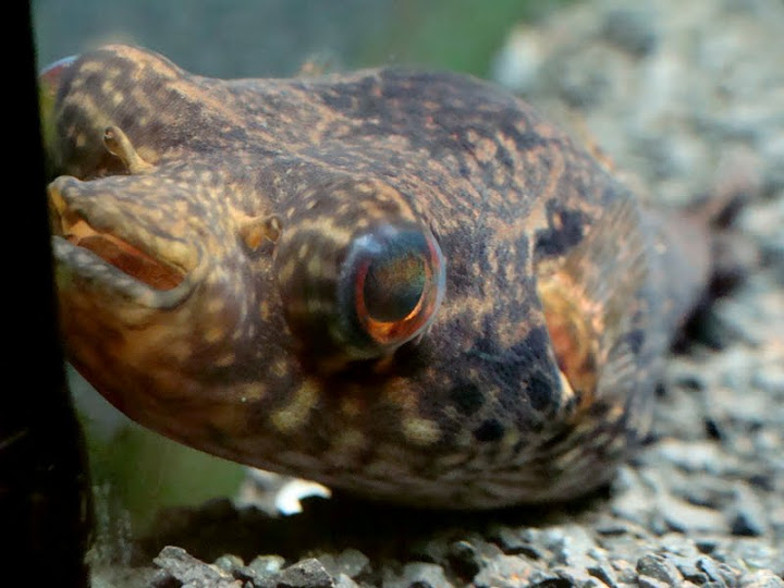 Tetraodon palembangensis