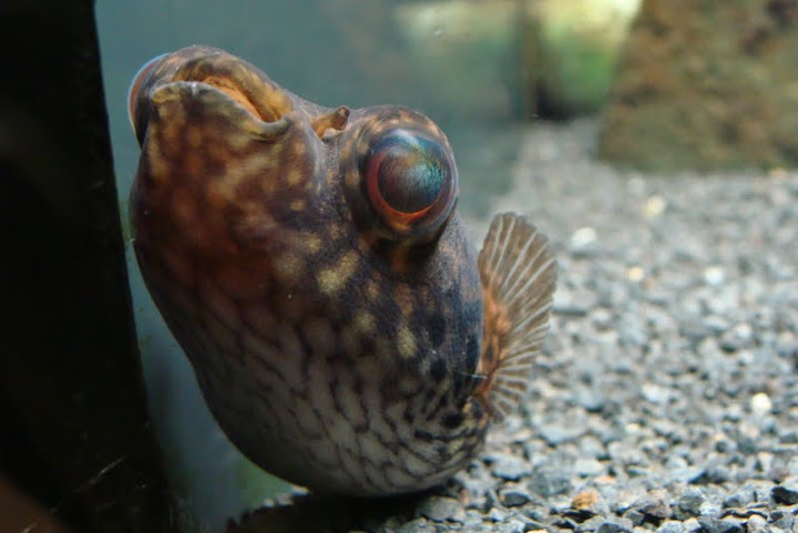 Tetraodon palembangensis