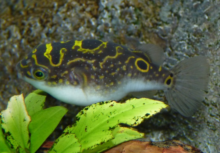 Tetraodon palembangensis