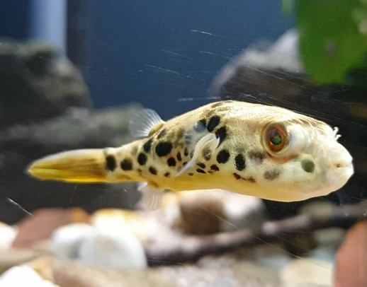 Tetraodon schoutedeni