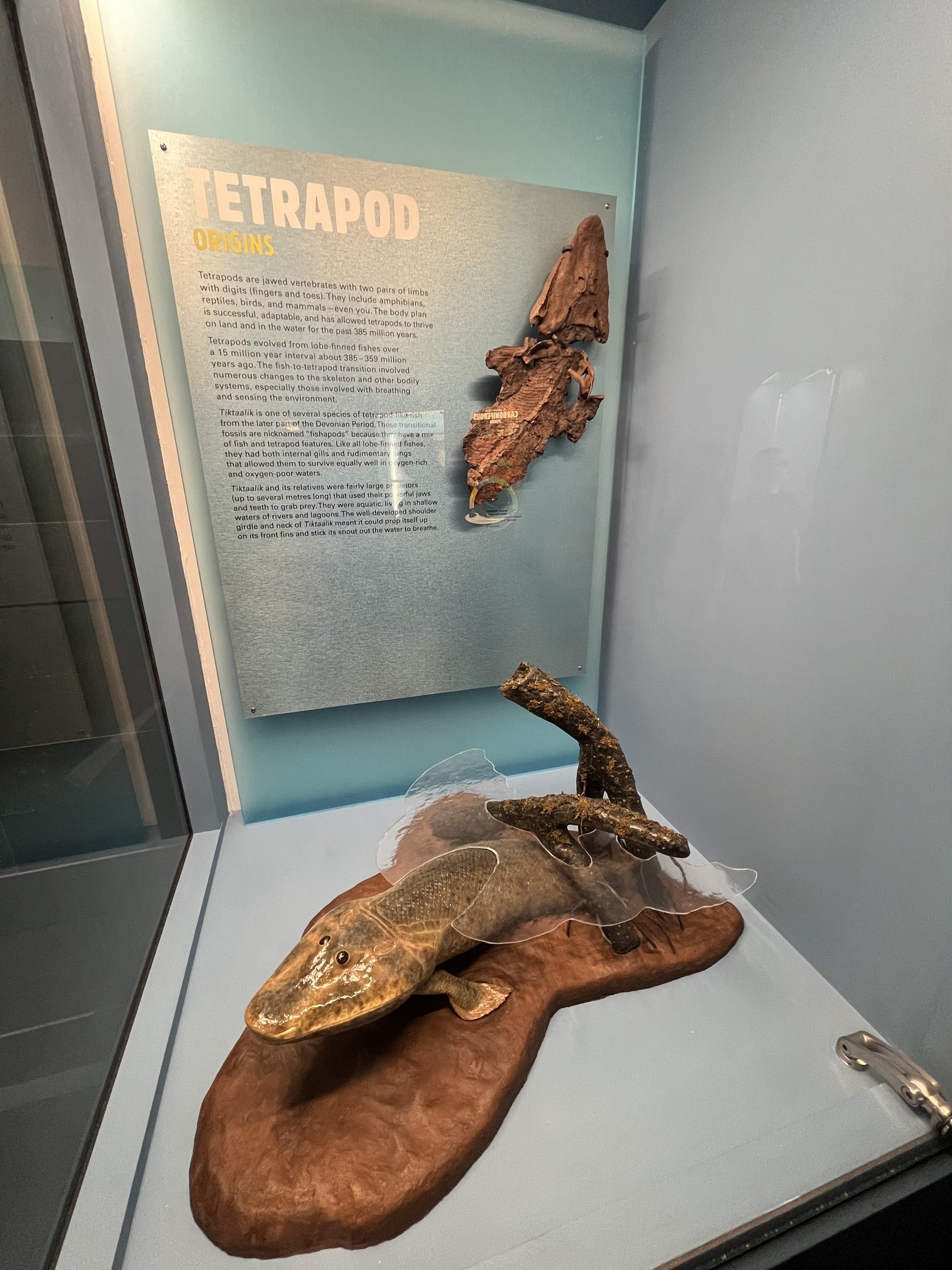 Tetrapod