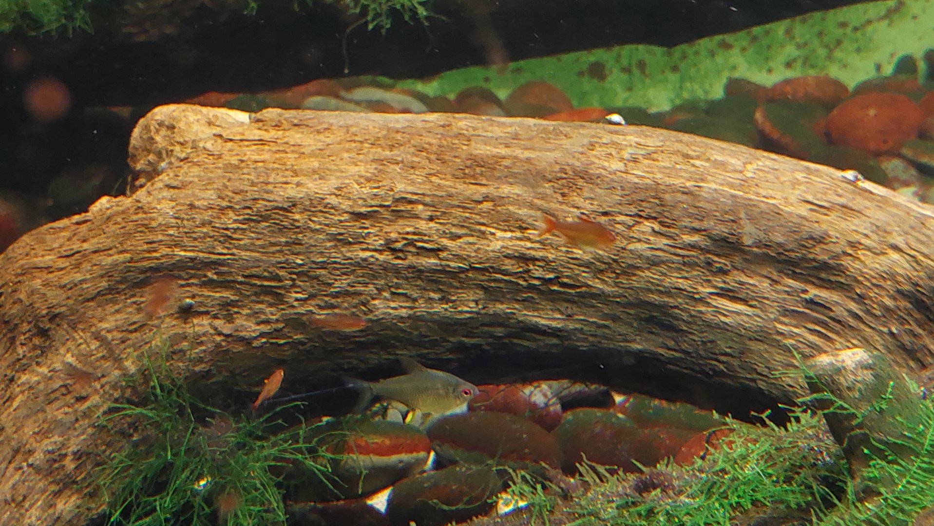 Tetras ID