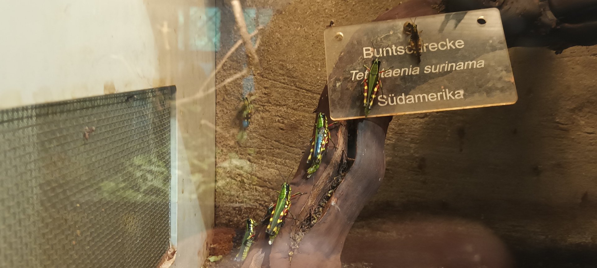 Tetrataenia surinama