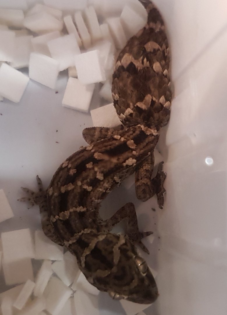 Tetratolopis fasciata