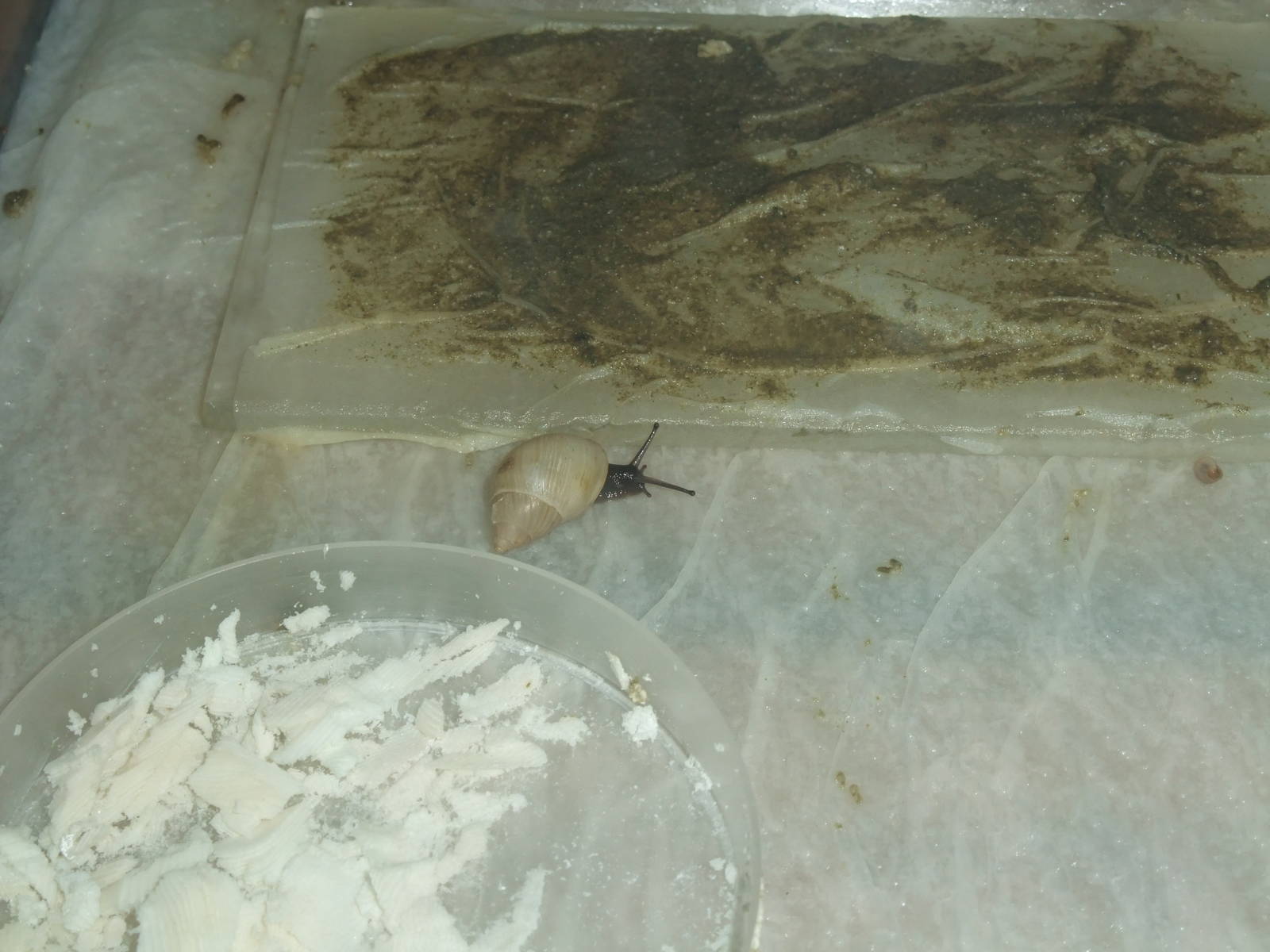 Tevaitoan Tree Snail at Bristol, 06/02/12