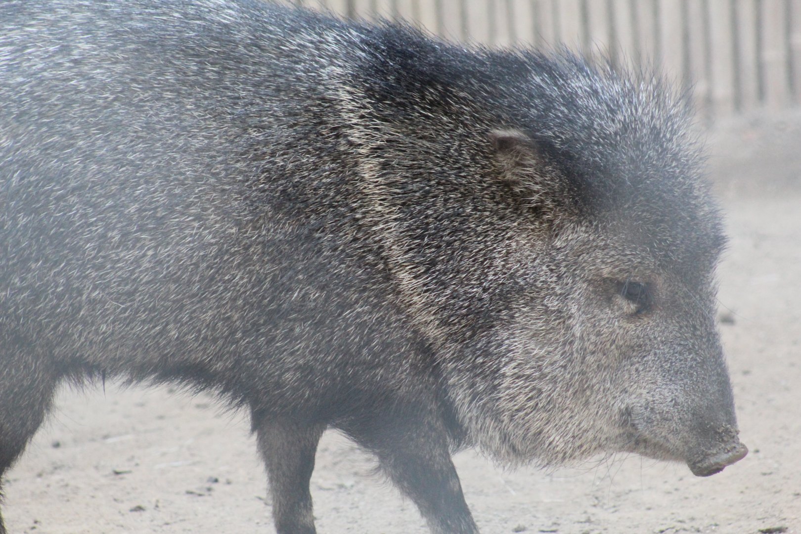 Texan Collared Peccary