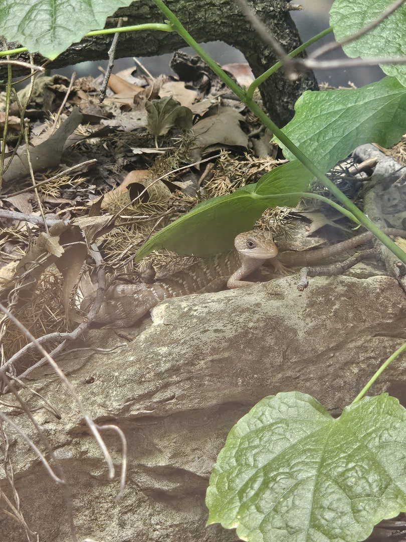 Texas Alligator Lizard