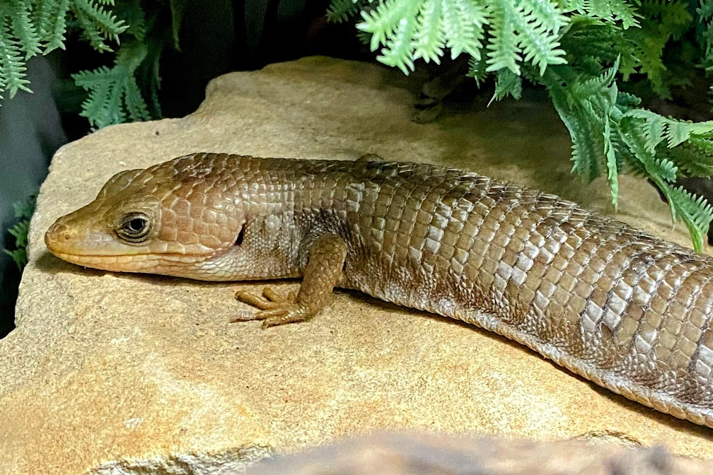 Texas Alligator Lizard