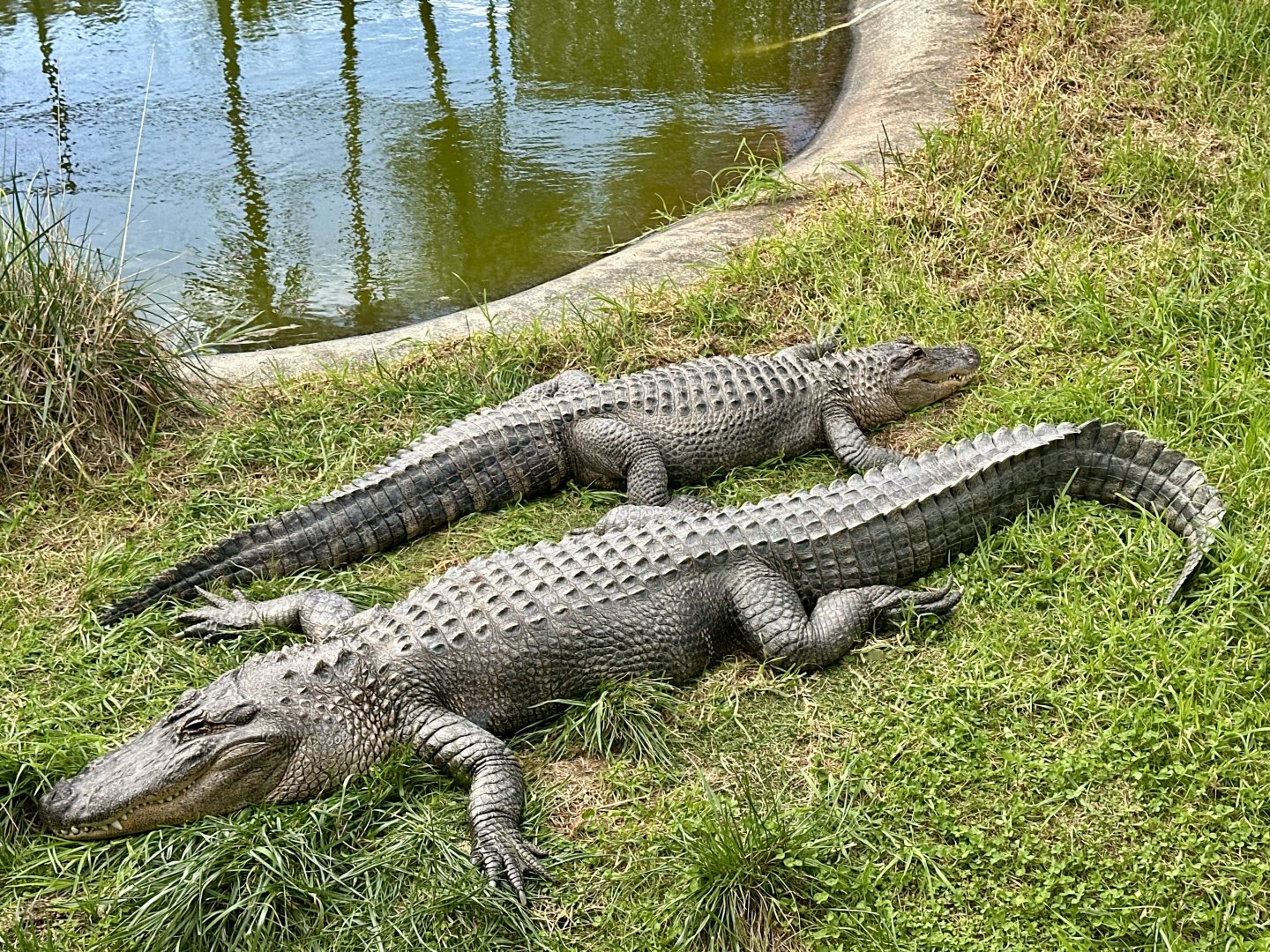 Texas and Dallas (American Alligator)