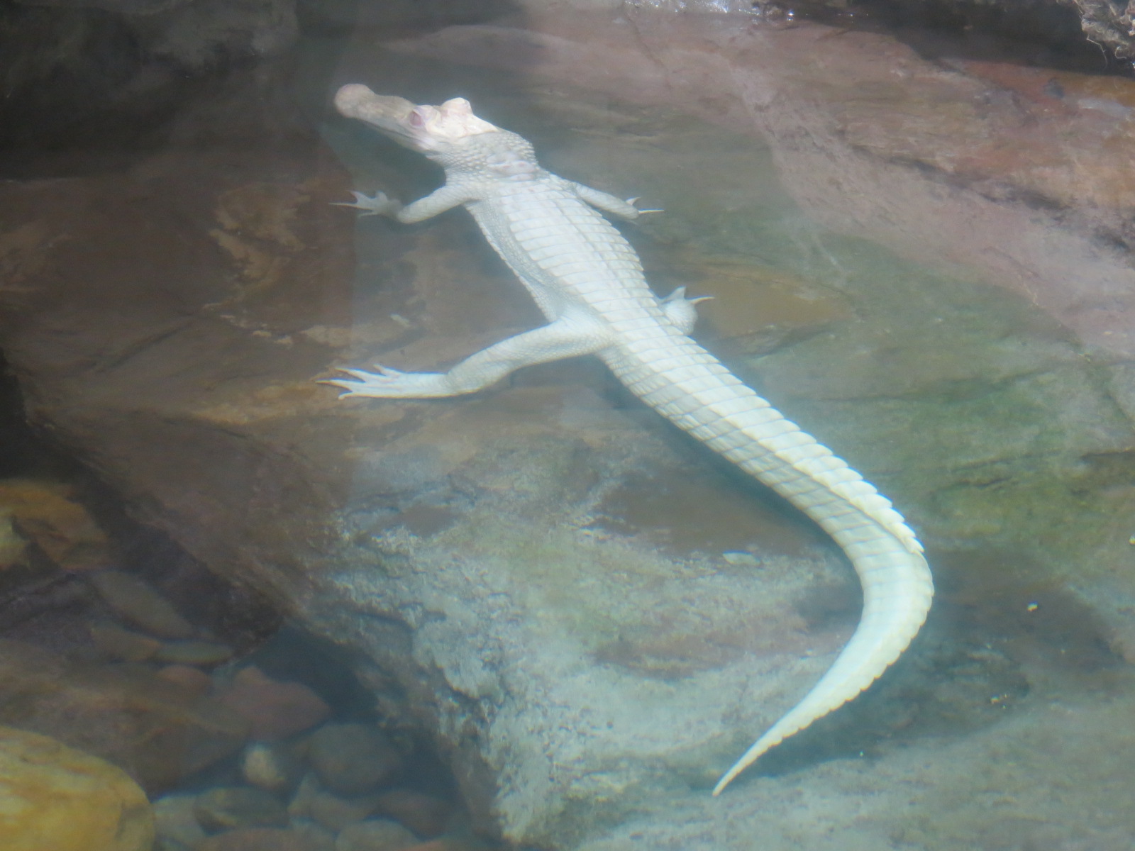 Texas Bayou Exhibit - American Alligator