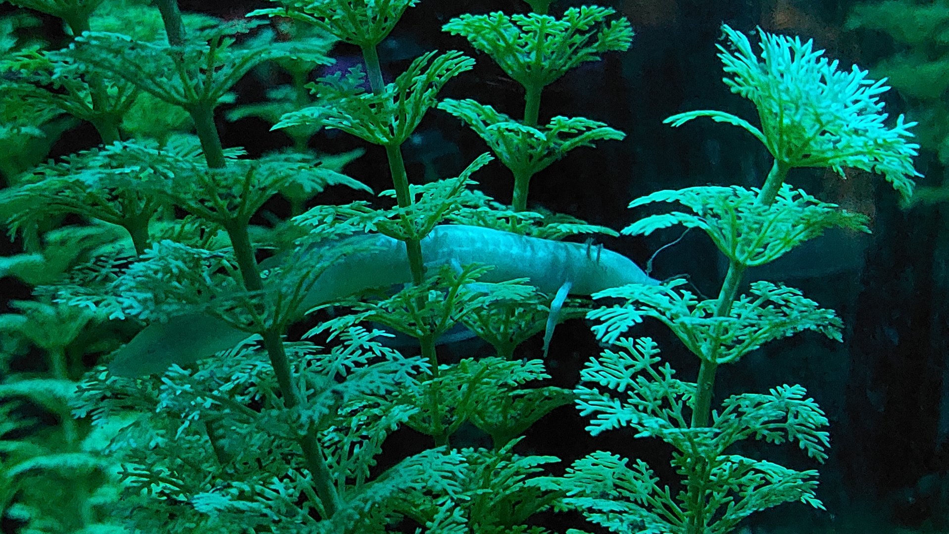 Texas Blind Cave Salamander (Eurycea rathbuni)
