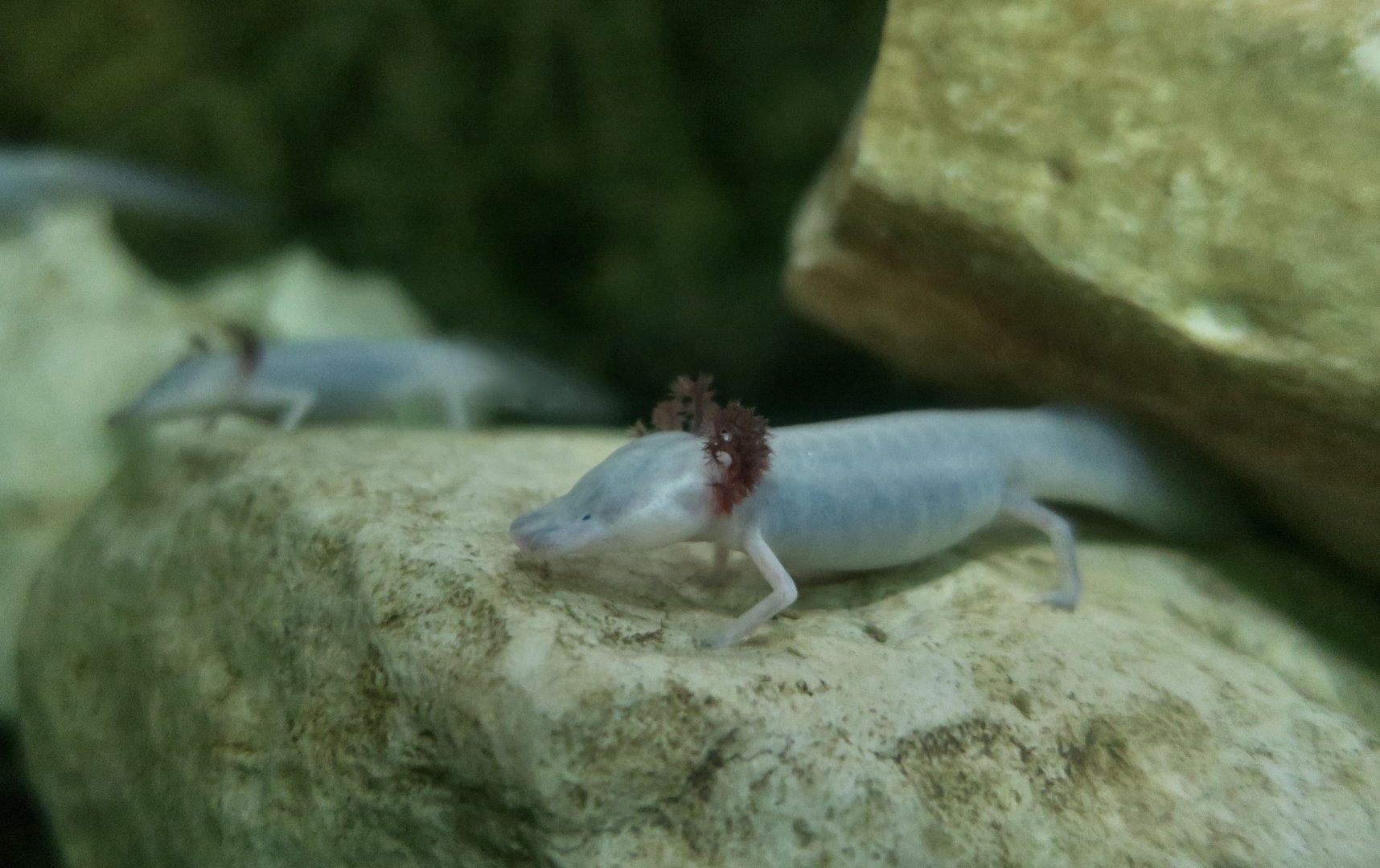 Texas Blind Cave Salamander (Eurycea rathbuni)