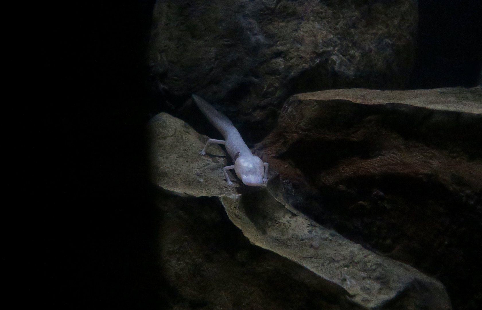 Texas Blind Cave Salamander (Eurycea rathbuni)
