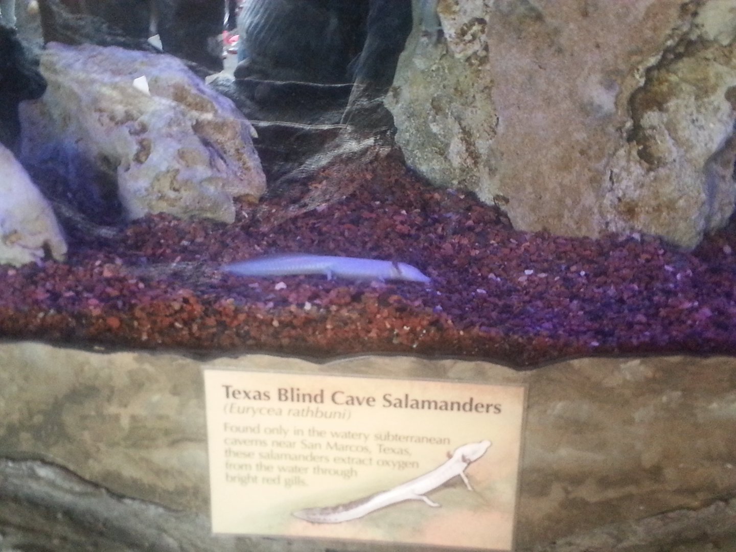 Texas Blind Cave Salamander